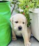 Labrador retriever 1200 lei