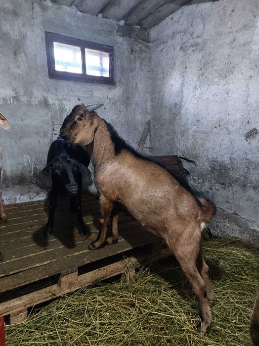 Vând țap Anglo Nubian