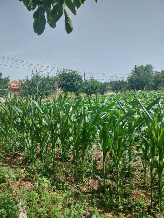 Продава се Парцел в с. Семерджиево, Област Русе - 1000 кв.м за 16 €/кв.м - Снимка #3