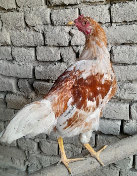Xoʻrozlar sotiladi 70 mingdan kami bor