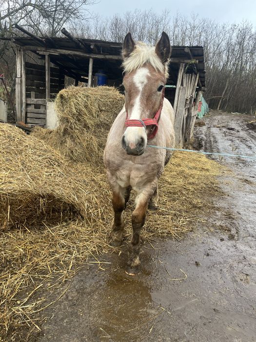Vând mânză de 8 luni