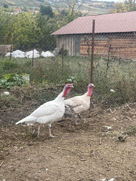 Păsări de curte: cocoși Brahma (6 luni) și curcani (1 an)