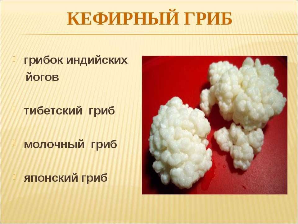 Молочный гриб лечебный (Тибетский) очень полезный