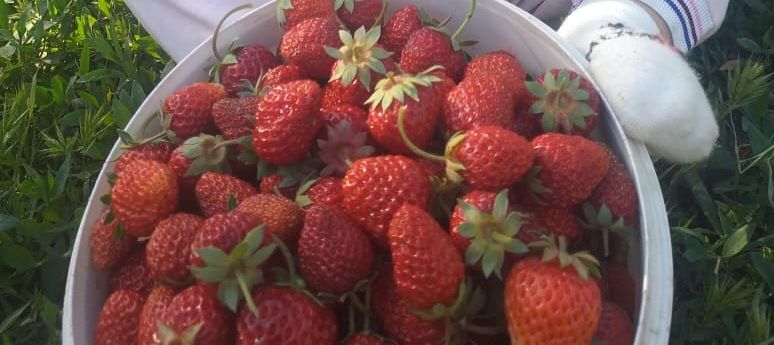 Продам саженцы клубники! Черный принц, цветущий с весны до осени. Клуб