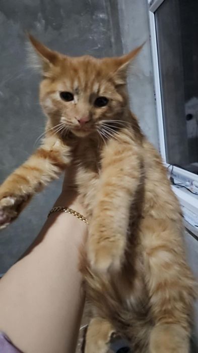 Отдаю хорошо руки