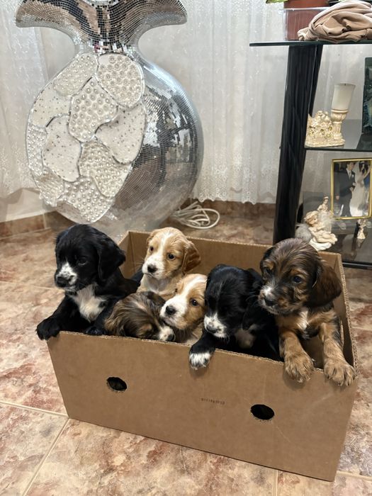 Кучета за трюфели