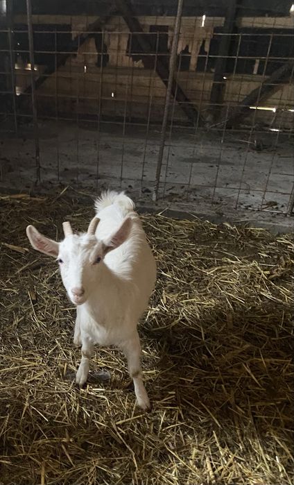 Vand iada din capra buna