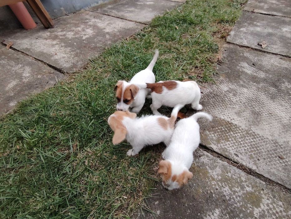 Vand căței rasa Jack Russel terrier