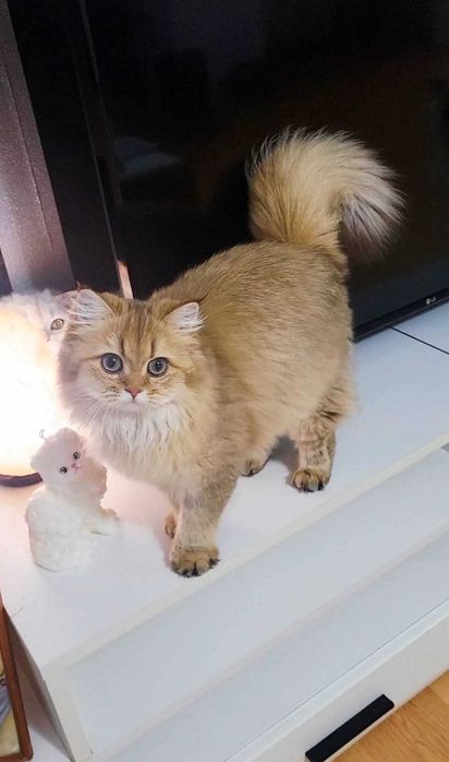 British longhair fetita adorabila  Chocolate Golden pedigree
