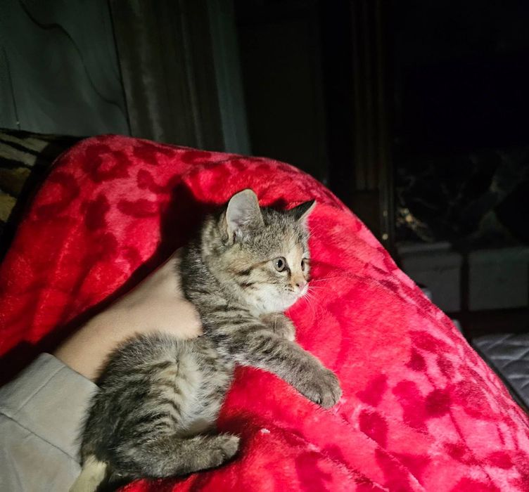 Отдам котенка бесплатно