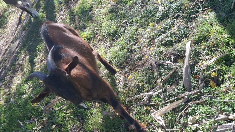Vând țap alpin francez
