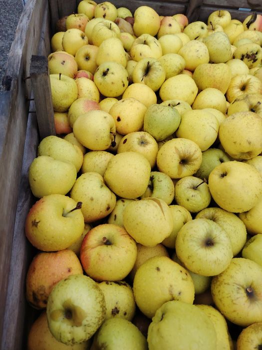 Mare golden idared și bot de epure