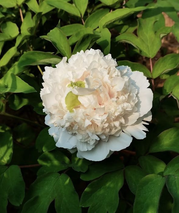 semințe de bujori -20 de semințe