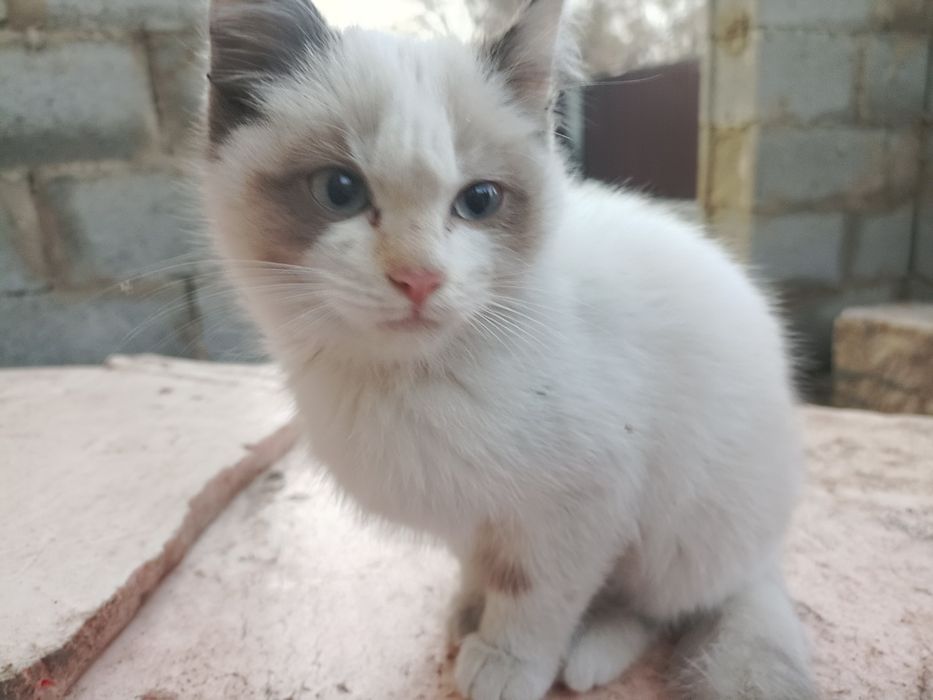 Породистый котёнок бесплатно