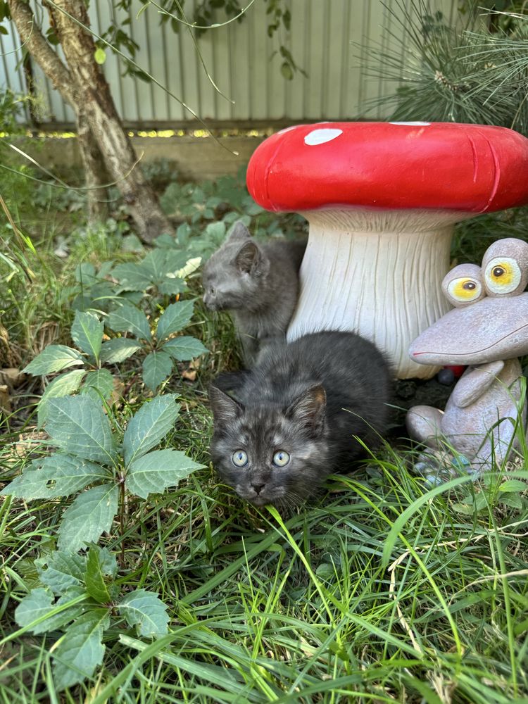 Котята-в добрые руки
