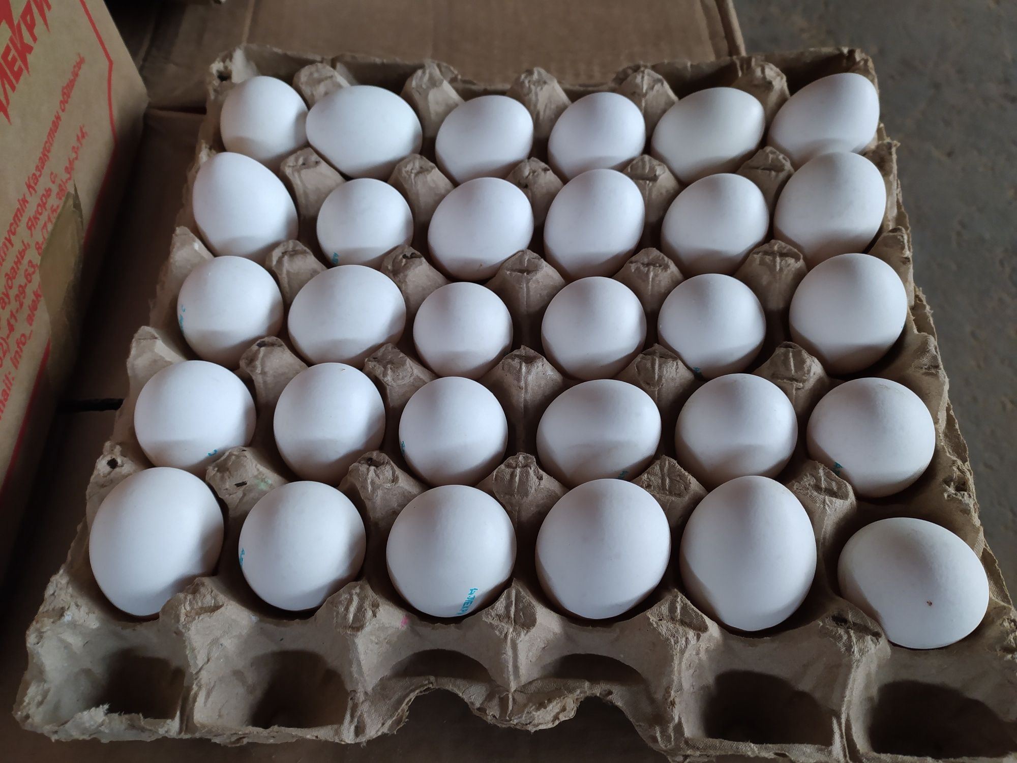 Яйцо куриное , среднего размера ГОСТ. Бесплатная доставка от 6 лотков.