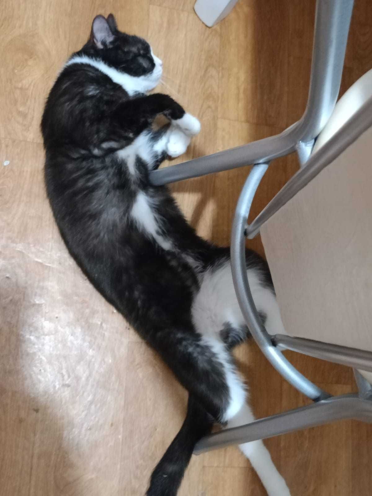 кот по кличке Афоня