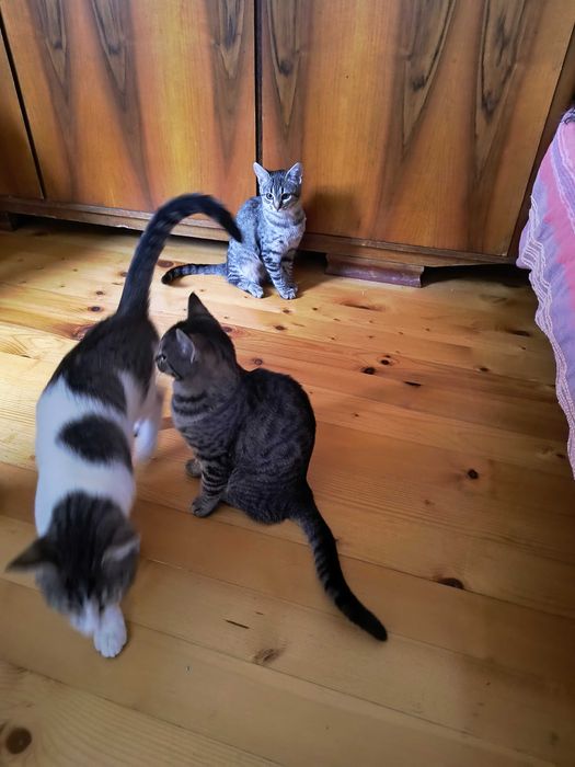 Малки котета си търсят дом.