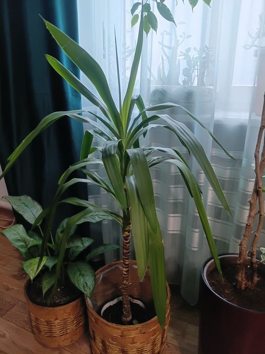 Продам комнатные растения