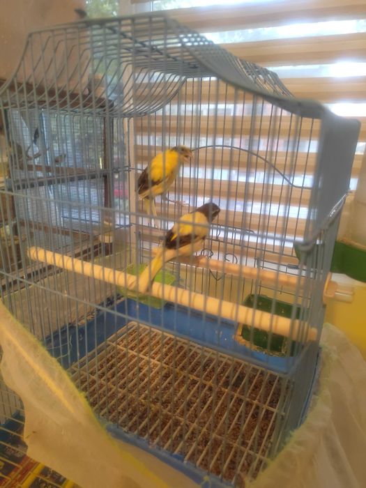 Канари канари канари