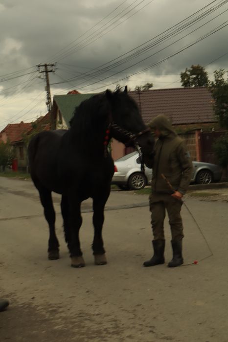 Armăsar de ungaria garantat la orice
