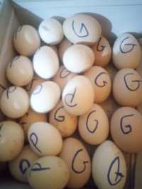 Vând ouă de găini de țară pentru incubat