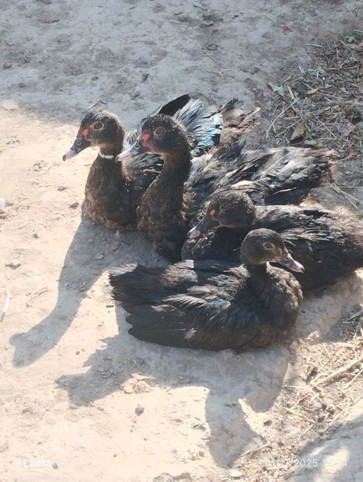 Индоутка жўжалари сотилади.