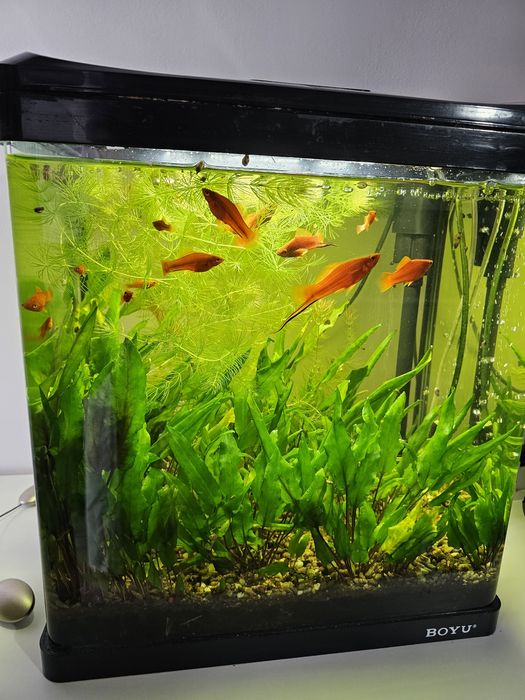 Acvariu cu pești, capacitate 33 litri activ.