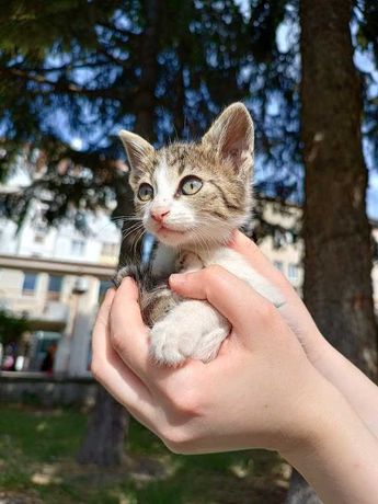 Любвеобилни малки котенца търсят дом (поемат се разходи за ваксини)