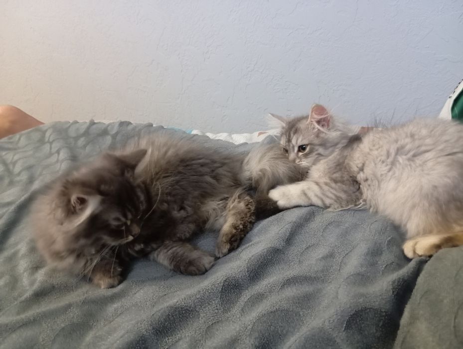 Сибирски  котета (сребърно