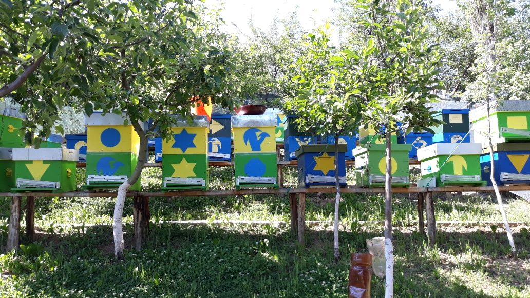 Vând familii de albine (carpatină)!