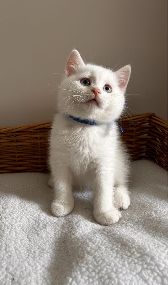 British shorthair mascul