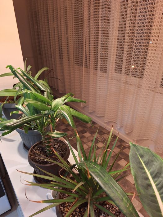 Apartament de închiriat 2 camere