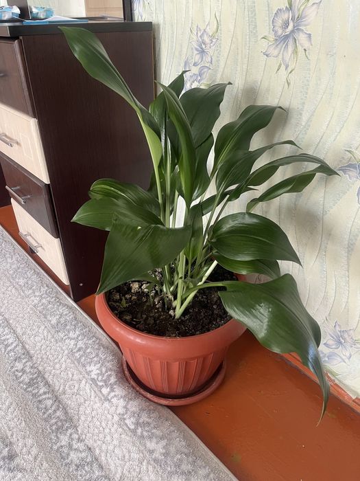Срочно продам цветы