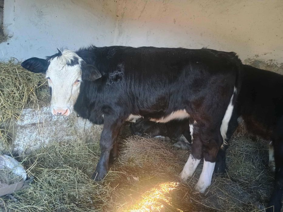 Vând vițele întarcate 7 luni