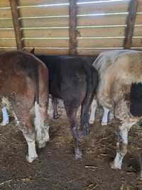 Vând 3 vitele grase carcasa