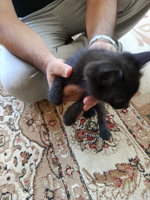 Котята в хорошие руки