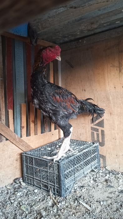 Хуроз сотилади..