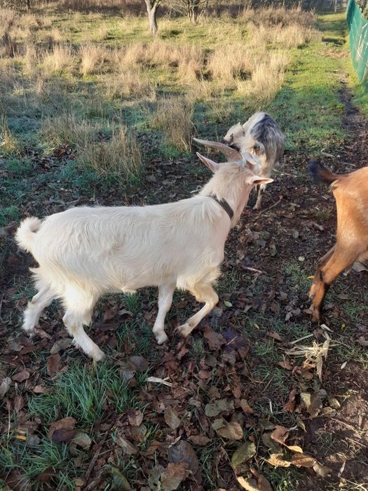 Țap de vinzare , fătat anul acesta