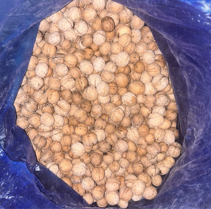 Продам грецкие орехи