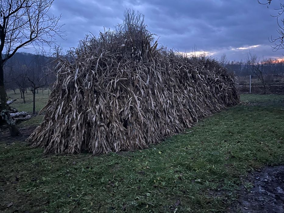 Vând snopi de tulei