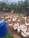 Oua de incubat gaini rasa Leghorn alb