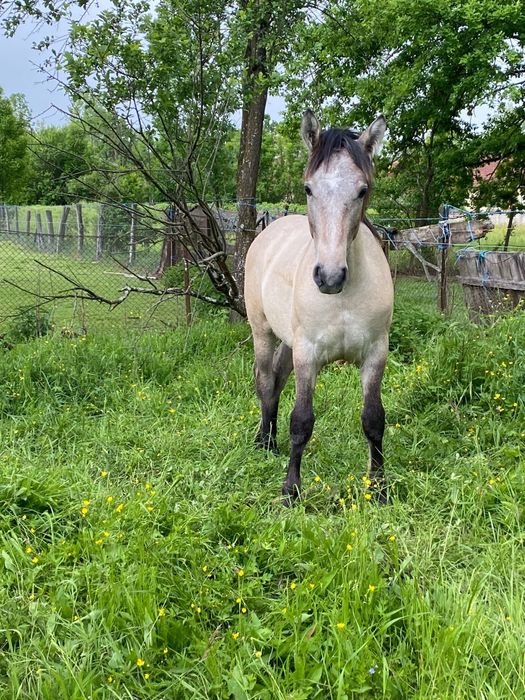 Vând mânz friesian