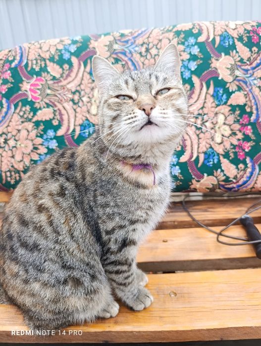 Кошка в добрые руки