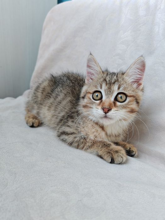 Котёнок - мальчик ищет дом!