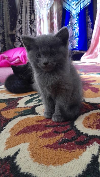 Chiroyli mushukcha parodali ug'il bola uyinqaroq