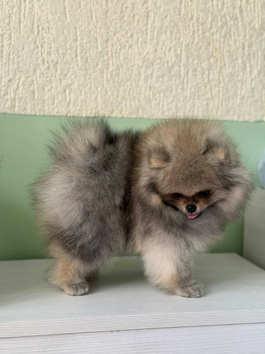 Померан момиче с родословие FCI