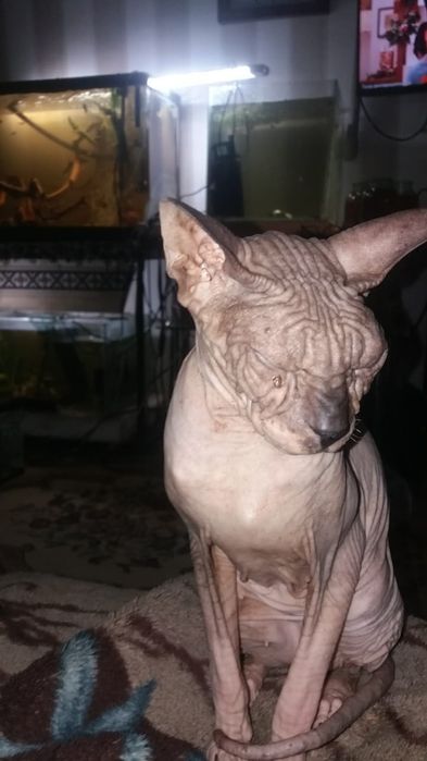 Конадский сфинкс кот