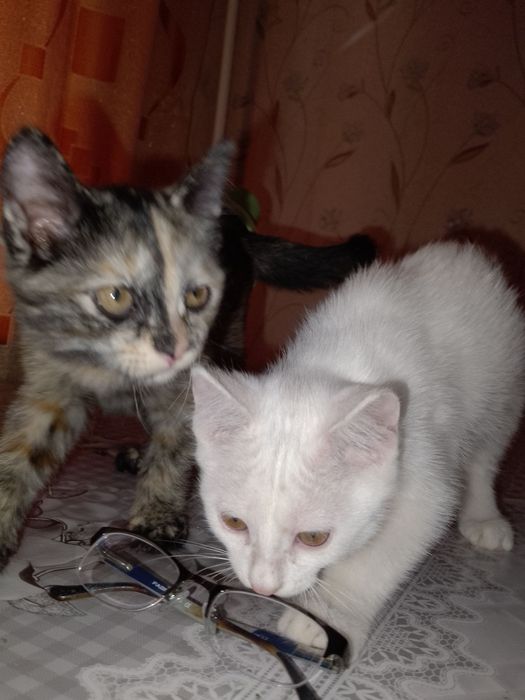 Отдам котят в добрые руки