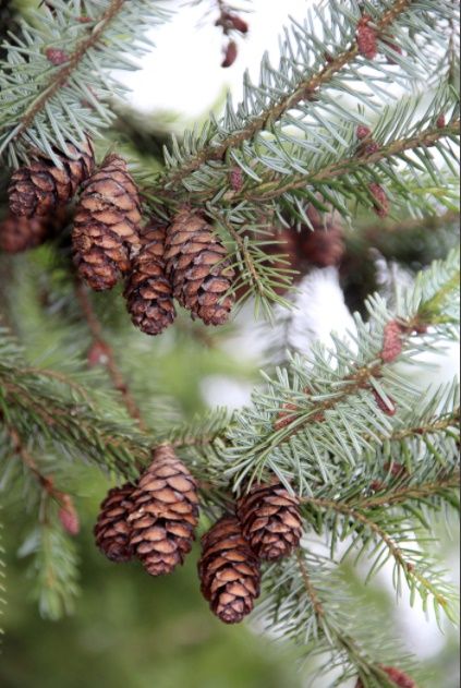Pachet 50 buc. puieti molid argintiu sarbesc- Picea omorika 4 ani